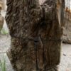Grafsteen versteend hout 55323