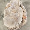Grafsteen versteend hout 55327