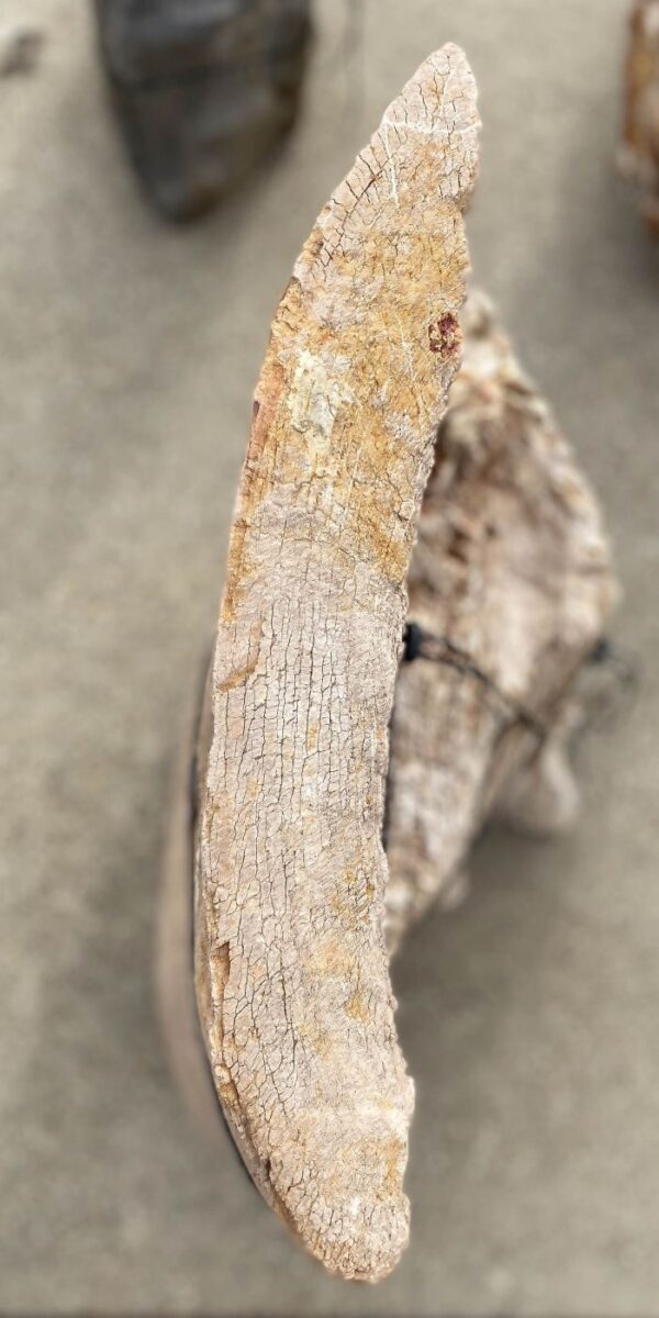 Lápida madera petrificada 54164