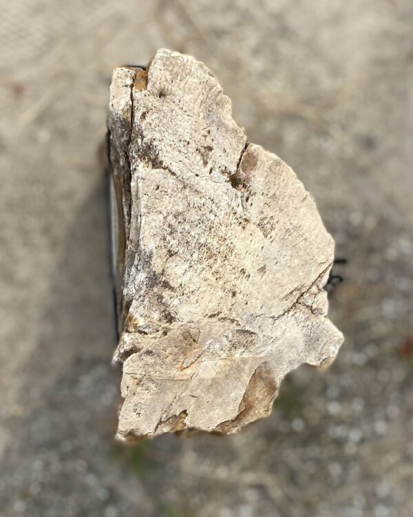 Lápida madera petrificada 54177