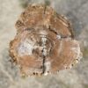 Lápida madera petrificada 54178