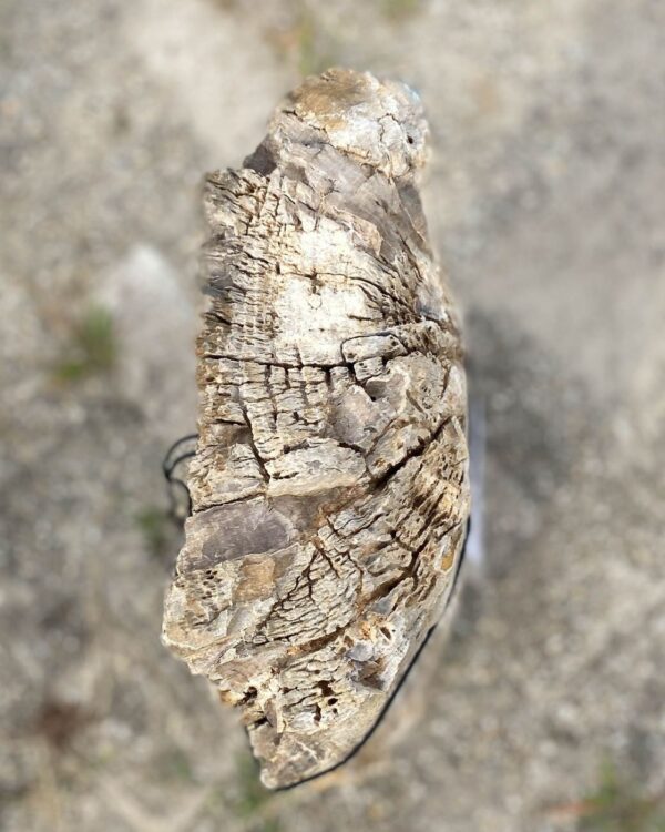 Lápida madera petrificada 54179