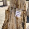 Lápida madera petrificada 54203