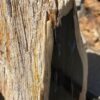 Lápida madera petrificada 54205