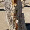 Lápida madera petrificada 54208