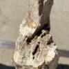 Lápida madera petrificada 55006