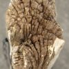 Lápida madera petrificada 55034