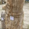 Lápida madera petrificada 55041