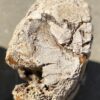 Lápida madera petrificada 55043