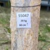 Lápida madera petrificada 55047