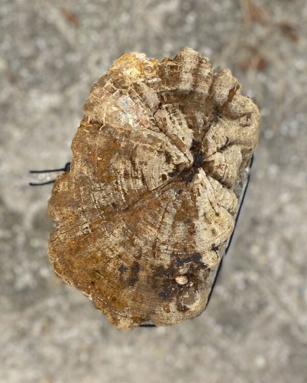 Lápida madera petrificada 55054