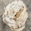 Lápida madera petrificada 55068