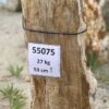 Lápida madera petrificada 55075