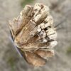 Lápida madera petrificada 55075