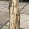 Lápida madera petrificada 55093