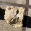 Lápida madera petrificada 55114
