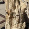 Lápida madera petrificada 55114
