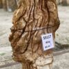 Lápida madera petrificada 55117