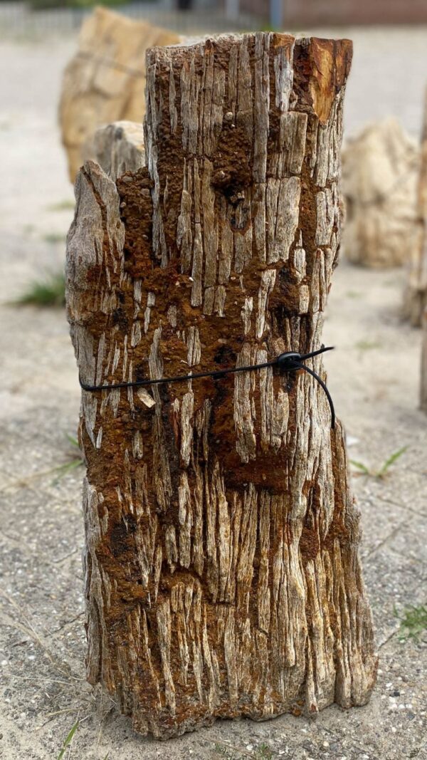 Lápida madera petrificada 55121