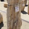 Lápida madera petrificada 55125