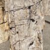 Lápida madera petrificada 55127