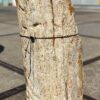 Lápida madera petrificada 55130