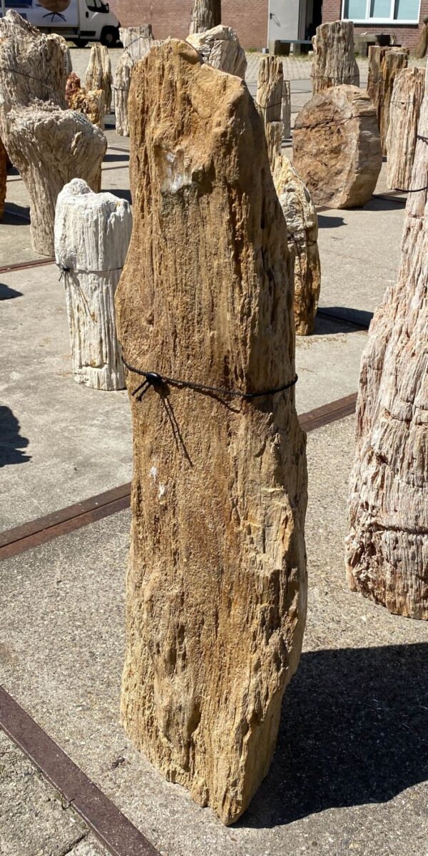 Memorial stone petrified wood 54049