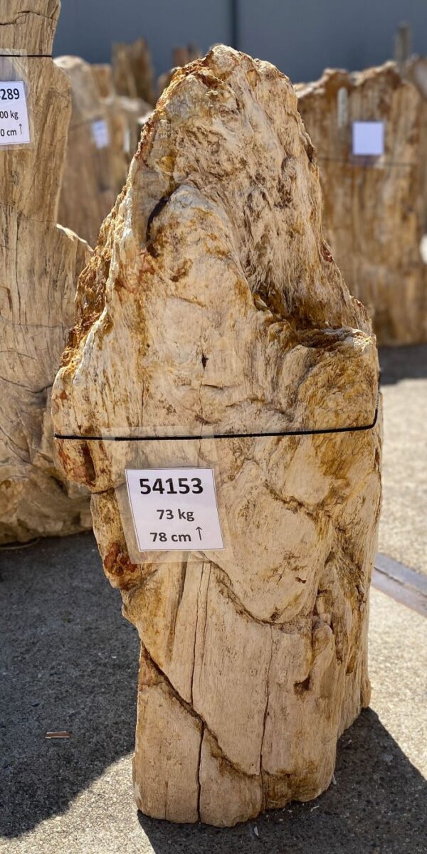 Memorial stone petrified wood 54153