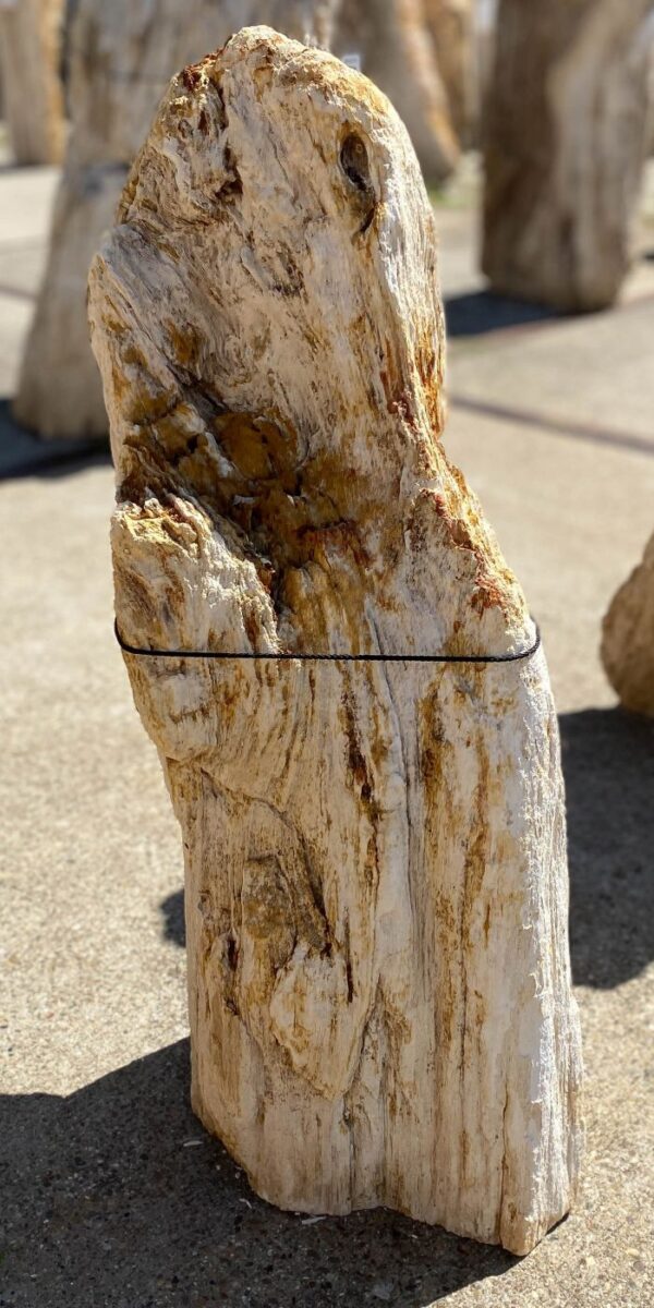 Memorial stone petrified wood 54153