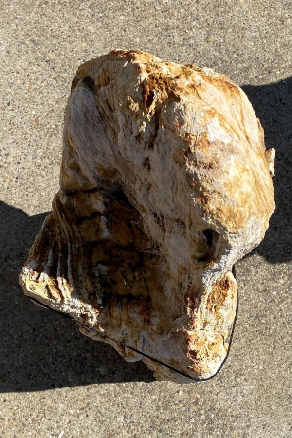 Memorial stone petrified wood 54153