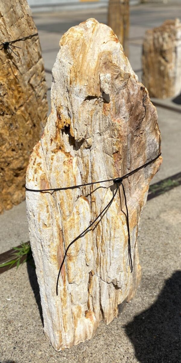 Memorial stone petrified wood 54153