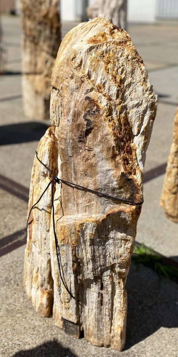 Memorial stone petrified wood 54153