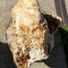 Memorial stone petrified wood 54153