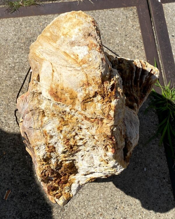 Memorial stone petrified wood 54153