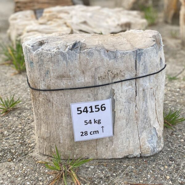 Memorial stone petrified wood 54156