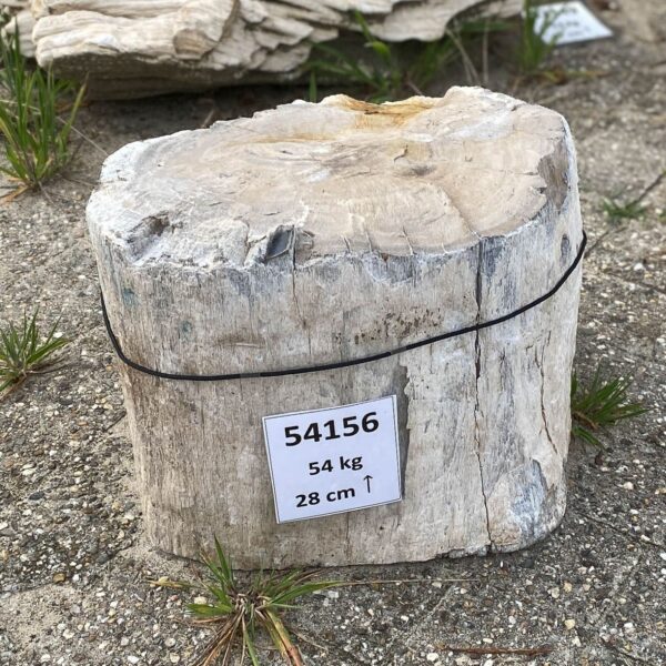 Memorial stone petrified wood 54156