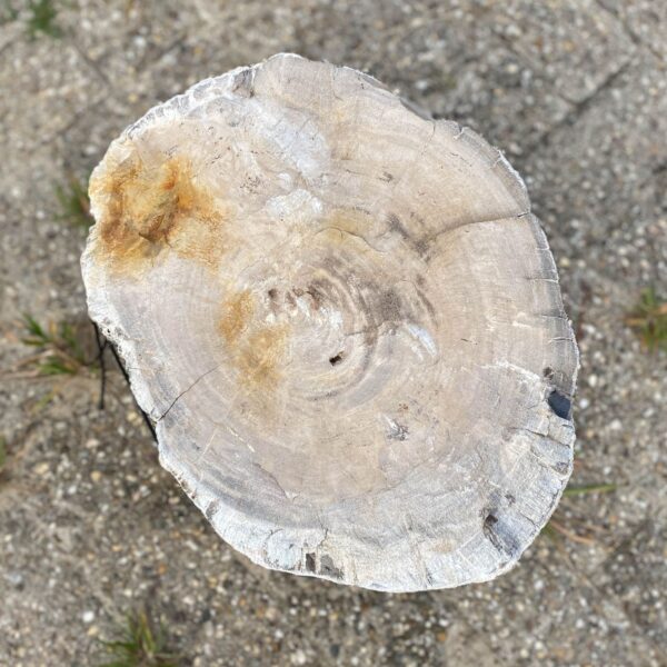 Memorial stone petrified wood 54156