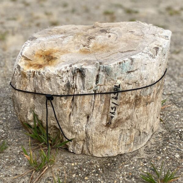 Memorial stone petrified wood 54156