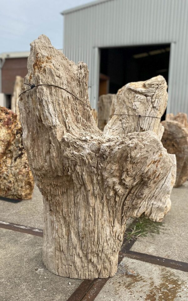 Memorial stone petrified wood 54158