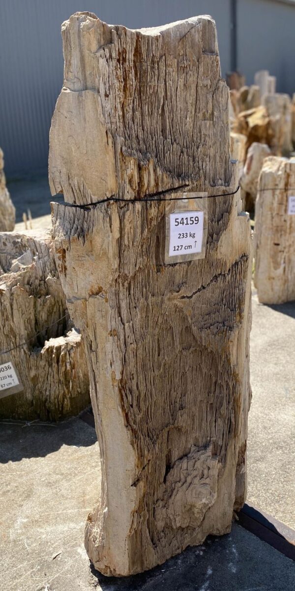 Memorial stone petrified wood 54159