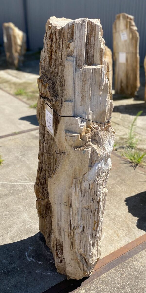 Memorial stone petrified wood 54159