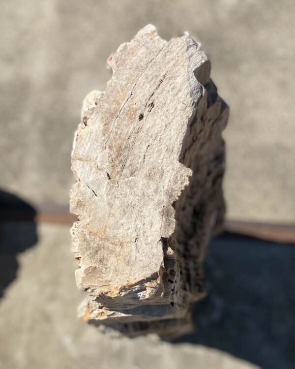 Memorial stone petrified wood 54159