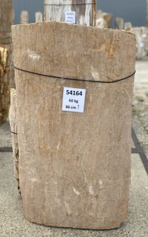 Memorial stone petrified wood 54164