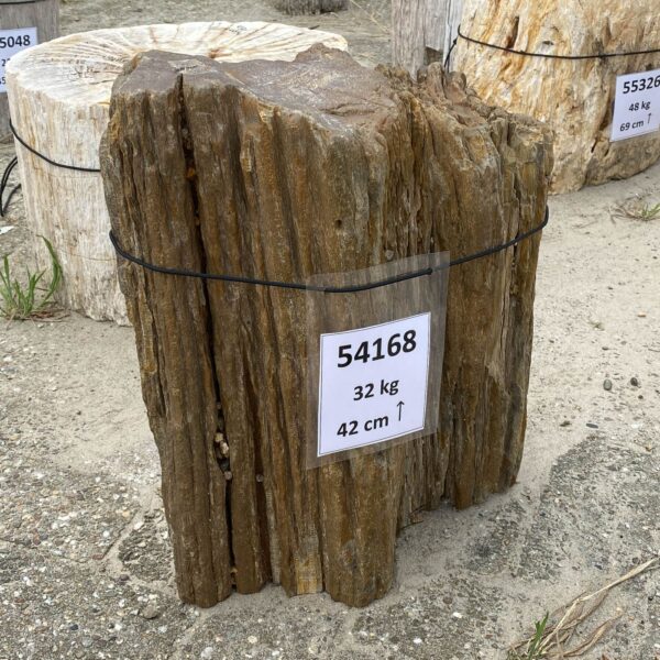 Memorial stone petrified wood 54168