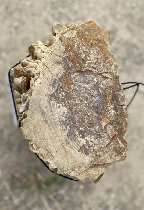 Memorial stone petrified wood 54169