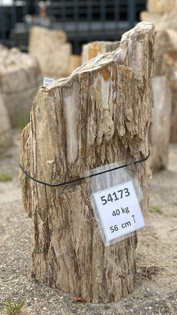 Memorial stone petrified wood 54173