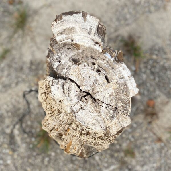 Memorial stone petrified wood 54173