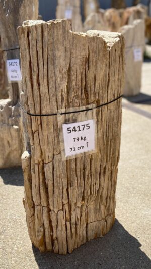 Memorial stone petrified wood 54175