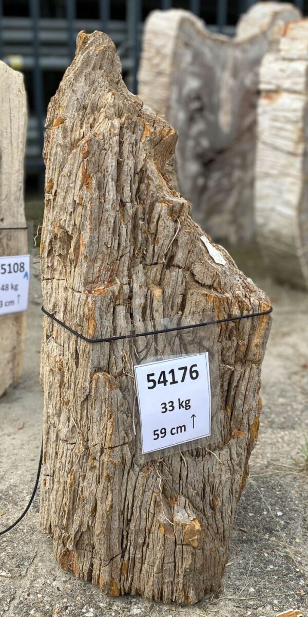 Memorial stone petrified wood 54176