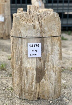 Memorial stone petrified wood 54179